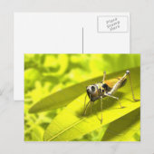 Postkarten für Tiere 34 (Vorne/Hinten)