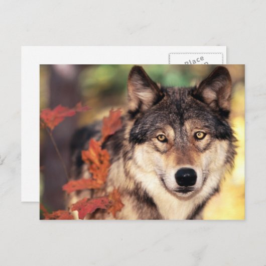 Postkarten für Tiere 36 (Vorne/Hinten)