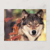 Postkarten für Tiere 36 (Vorderseite)