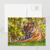 Postkarten für Tiere 37 (Vorne/Hinten)