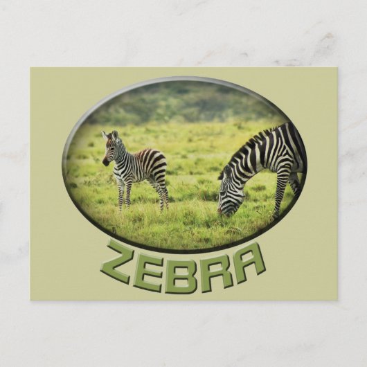 Postkarten für Tiersafaris von Zebra und Zebra foa (Vorderseite)