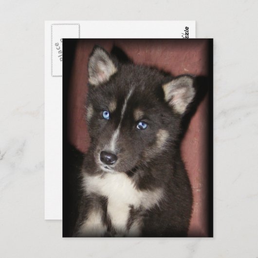 Postkarten für Welpen (Vorne/Hinten)