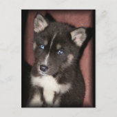 Postkarten für Welpen (Vorderseite)