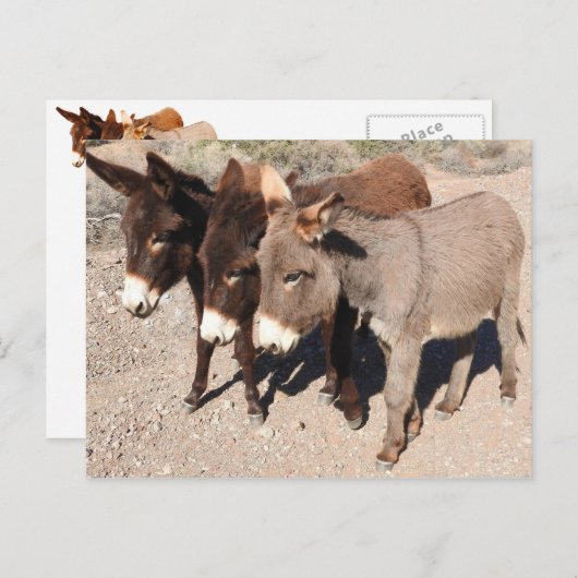 Postkarten für Wildtiere, Esel, Burros (Vorne/Hinten)