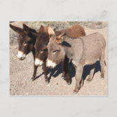 Postkarten für Wildtiere, Esel, Burros (Vorderseite)