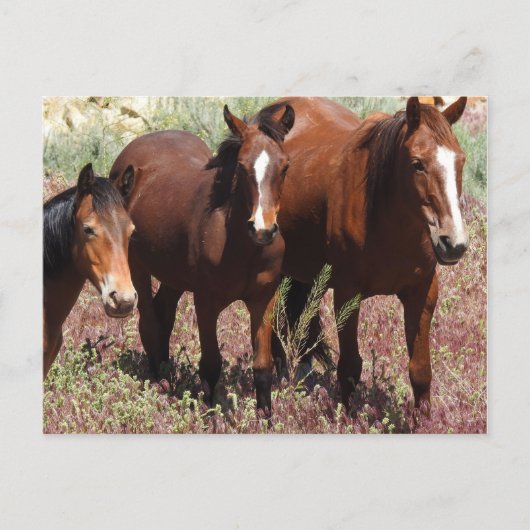 Postkarten für Wildtiere, Wildpferde, Nevada Postc (Vorderseite)