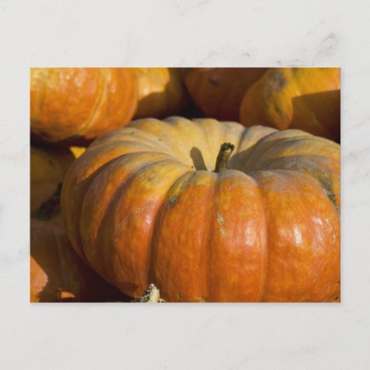 Postkarten:  Great Pumpkin Postkarte (Vorderseite)
