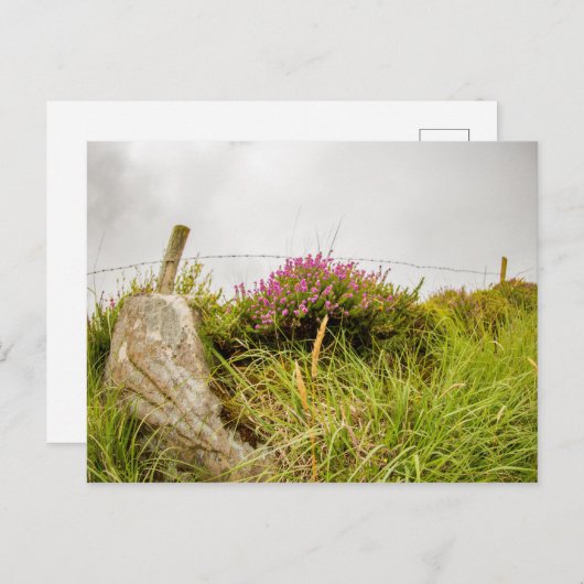 Postkarten "Irish Heather" (Vorne/Hinten)