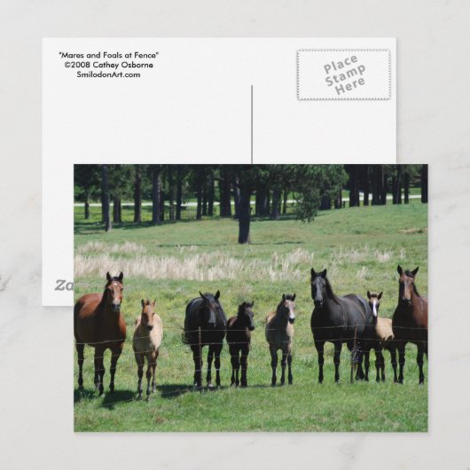 Postkarten - Mares & Foals (Vorne/Hinten)