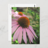 Postkarten mit rosa Konfettlinie (Vorne/Hinten)