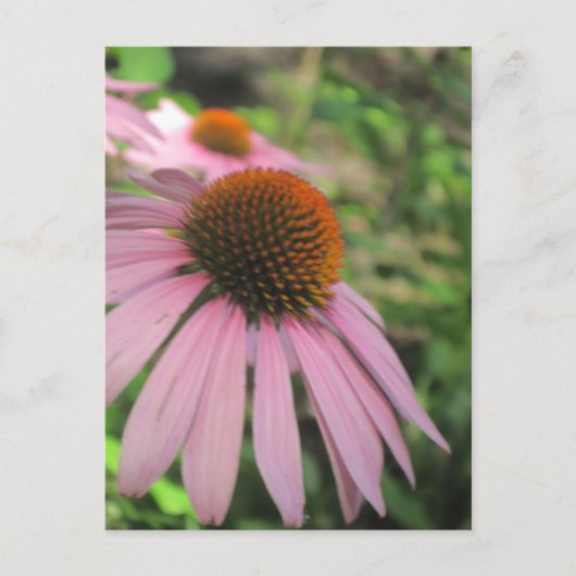 Postkarten mit rosa Konfettlinie (Vorderseite)