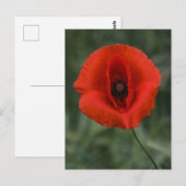Postkarten-Mohn-Fotografie Postkarte (Vorne/Hinten)