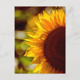 Postkarten-Sonnenblume auf dem Feld Fotografie Postkarte