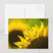 Postkarten-Sonnenblume Eleganz Postkarte (Vorne/Hinten)