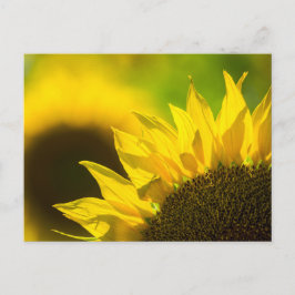 Postkarten-Sonnenblume Eleganz Postkarte