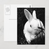 Postkarten-Tiere-26 Postkarte (Vorne/Hinten)