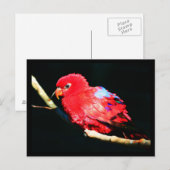 Postkarten-Tiere-35 Postkarte (Vorne/Hinten)