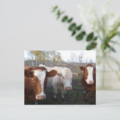 Postkarten-Tiere - die Kühe Postkarte (Stehend Vorderseite)