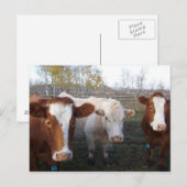 Postkarten-Tiere - die Kühe Postkarte (Vorne/Hinten)