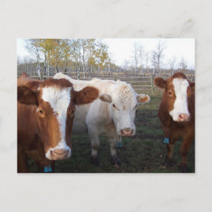 Postkarten-Tiere - die Kühe Postkarte