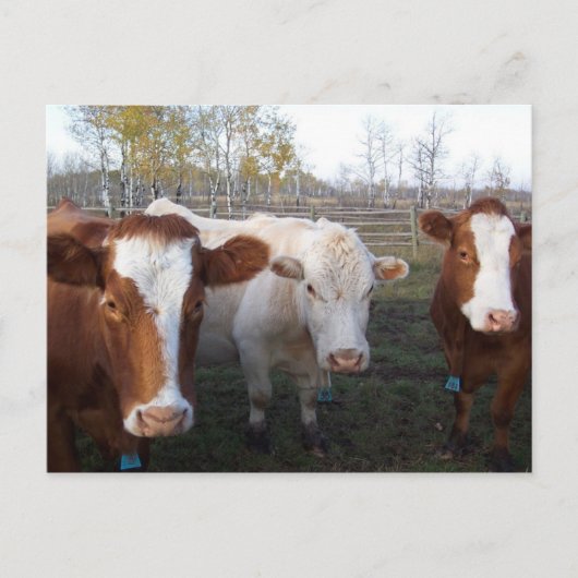 Postkarten-Tiere - die Kühe Postkarte (Vorderseite)