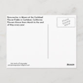 Postkarten-Wildblumen in Carlsbad Postkarte (Rückseite)