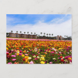 Postkarten-Wildblumen in Carlsbad Postkarte