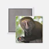 Postkartenaufkleber mit Eulenschaum Magnet (Vorderseite/Rückseite)