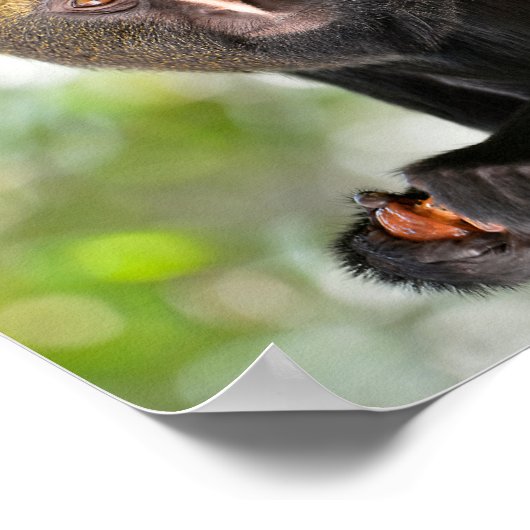 Postkartenaufkleber mit Eulenschaum Poster (Ecke)