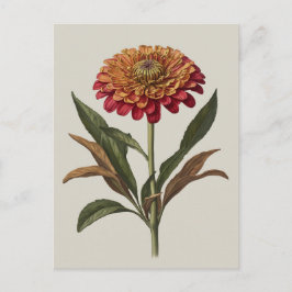 Postkartenbild eines Zinnia Postkarte