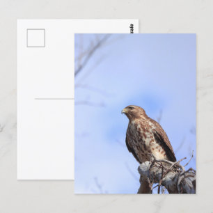 Postkartenbild juveniler roter Schulterkraut Postkarte