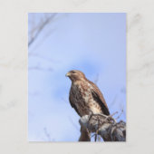 Postkartenbild juveniler roter Schulterkraut Postkarte (Vorderseite)