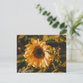Postkartenbriefsendung für Sonnenblumen Postkarte (Stehend Vorderseite)