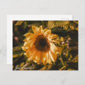 Postkartenbriefsendung für Sonnenblumen Postkarte (Vorne/Hinten)