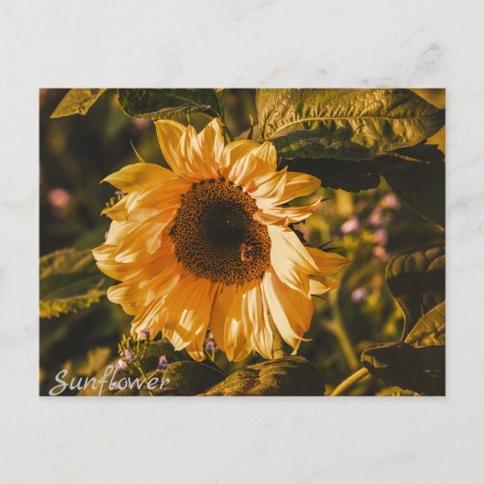 Postkartenbriefsendung für Sonnenblumen Postkarte (Vorderseite)
