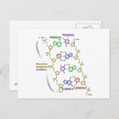 Postkartendiagramm der chemischen Struktur der DNA Postkarte (Vorne/Hinten)