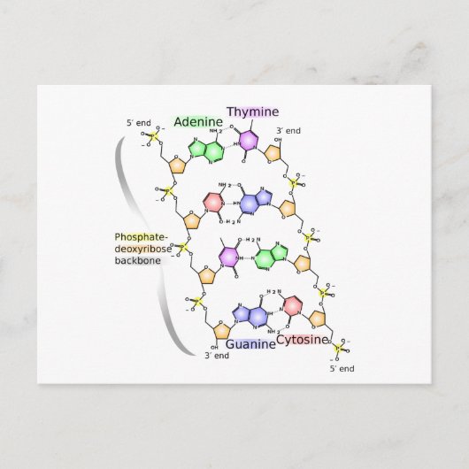 Postkartendiagramm der chemischen Struktur der DNA Postkarte (Vorderseite)