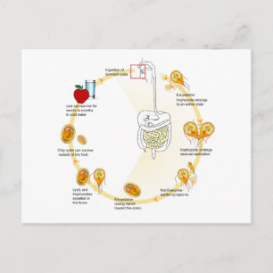 Postkartendiagramm Giardia Life Cycle Parasit Postkarte