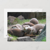 Postkartenfamilie der Otter Postkarte (Vorne/Hinten)