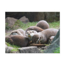 Postkartenfamilie der Otter