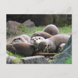 Postkartenfamilie der Otter Postkarte