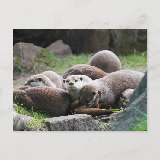 Postkartenfamilie der Otter Postkarte (Vorderseite)