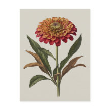 Postkartenillustration einer Zinnia