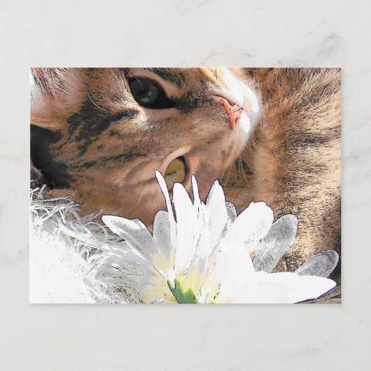 Postkartenkittel Postkarte (Vorderseite)