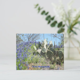 Postkartenland Texas Bluebonnets  Postkarte