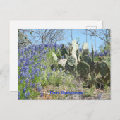 Postkartenland Texas Bluebonnets und Kaktus Postkarte (Vorne/Hinten)