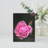 Postkartenrose - Florale Fotografie Postkarte (Stehend Vorderseite)