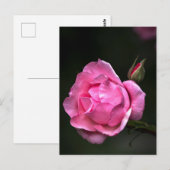Postkartenrose - Florale Fotografie Postkarte (Vorne/Hinten)
