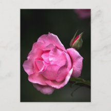 Postkartenrose - Florale Fotografie