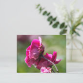 Postkartenrose - Magenta Grace Postkarte (Stehend Vorderseite)